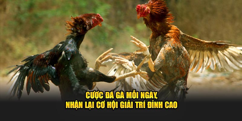 Cược đá gà mỗi ngày, nhận lại cơ hội giải trí đỉnh cao